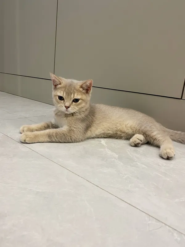 Кошка 3 Кошка 3