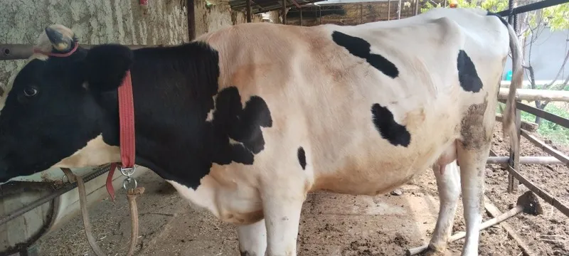 20ta sutga sigir 1 20ta sutga sigir 1
