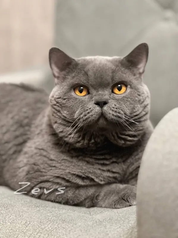 Вязка! Чистокровный британский кот, shorthair.