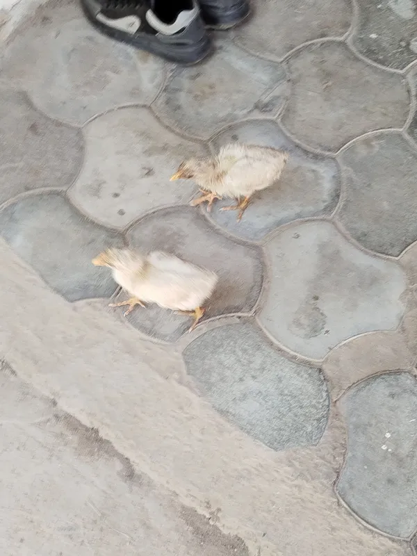 Jõjalar soğlom 1 oylik 4 Jõjalar soğlom 1 oylik 4