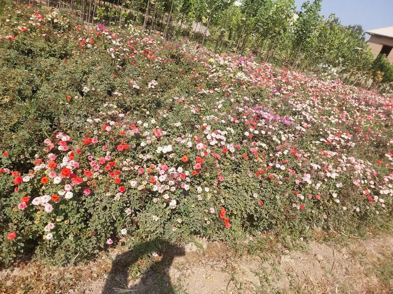 Manzarali ko‘chatlar — Samarqand Agro Dizayn firmasidan! — фото 1