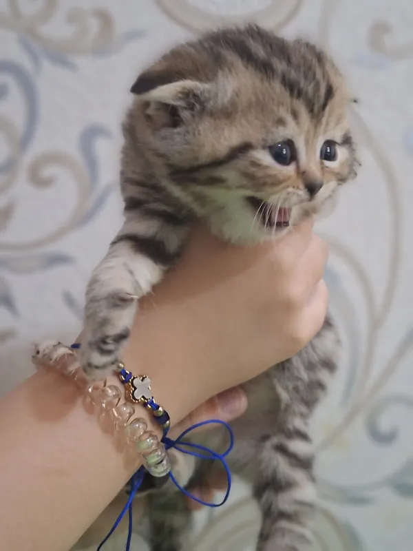 Котята скоттиш фолд — фото 1