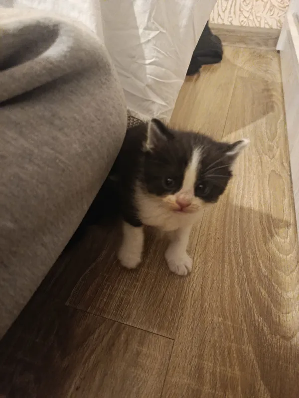 Котёнок 4 Котёнок 4