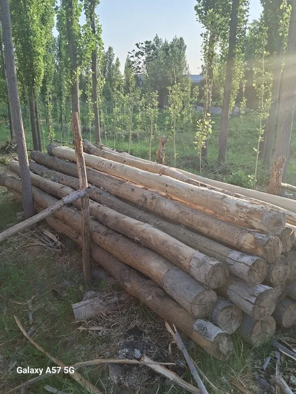 Teraklar sotiladi 4 Teraklar sotiladi 4