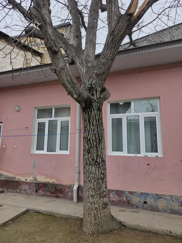 Дерево грецкий орех — фото 2