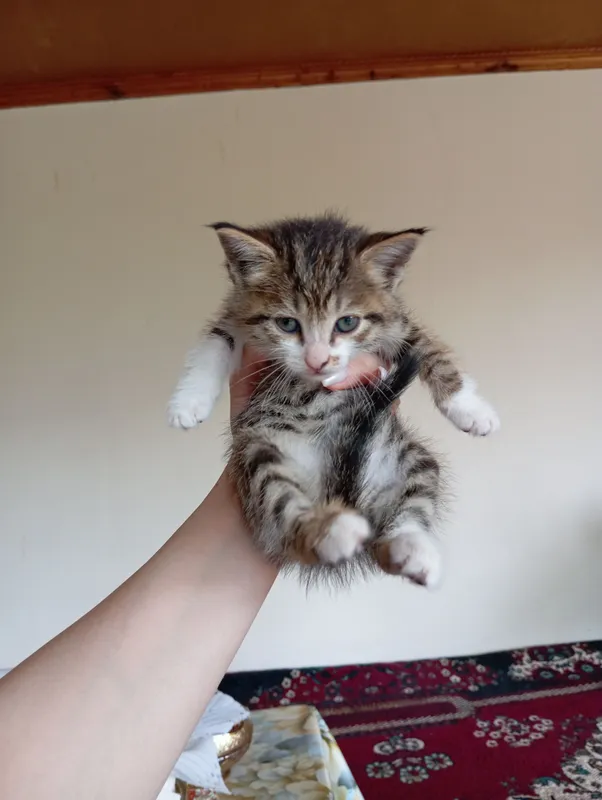 котята все девочки отдадим даром в хорошие руки