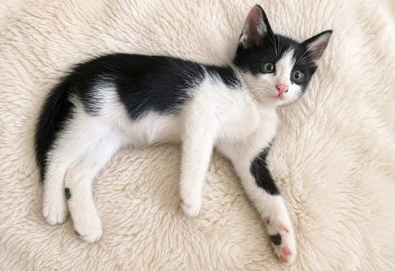Котёнок мальчик ищет добрых и заботливых хозяев. — фото 1