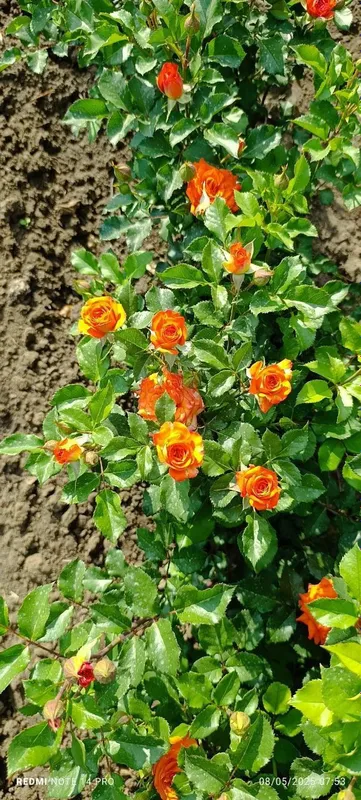 Atirgul sotiladi45 hil so'rti bor — фото 7