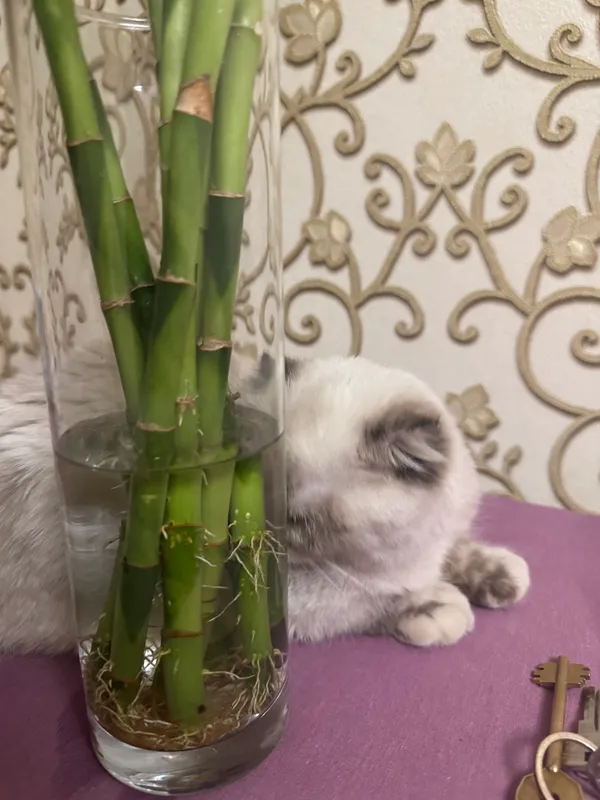 Кошка продается породистая — фото 4