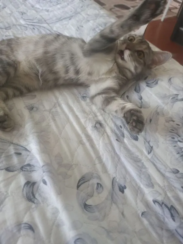 Отдаю добрую и умную кошечку 3 Отдаю добрую и умную кошечку 3