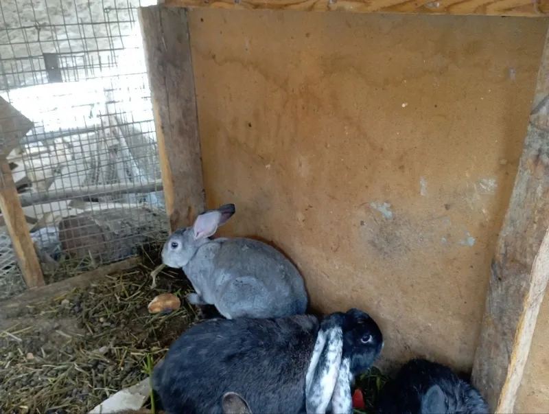 Reks shinshila sames sotiladi toza qonli — фото 1