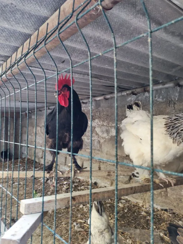Tovuqlar sotiladi 5