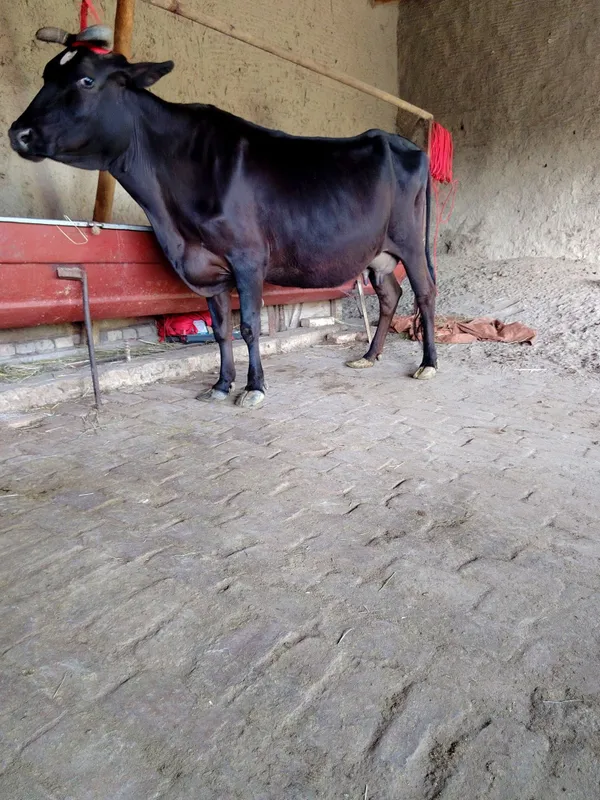 Qora malika sotiladi parodyalik olgan mazza qiladi 4