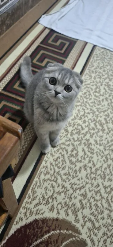 Scottish Fold mushugi sotiladi — фото 3 Scottish Fold mushugi sotiladi — фото 3