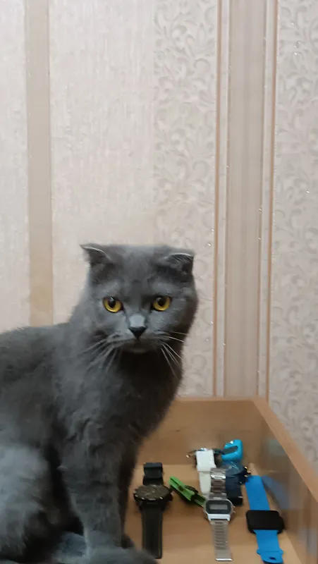 кошка скоттиш фолд — фото 5