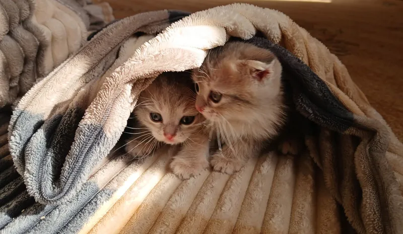 Продаются котята! Продаются котята!