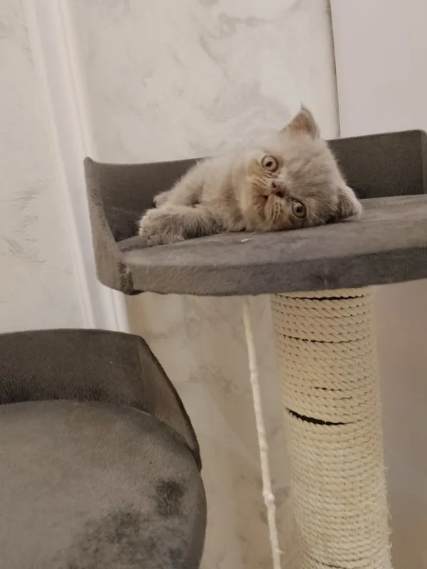 Котята домашние, британский и шотландская 5