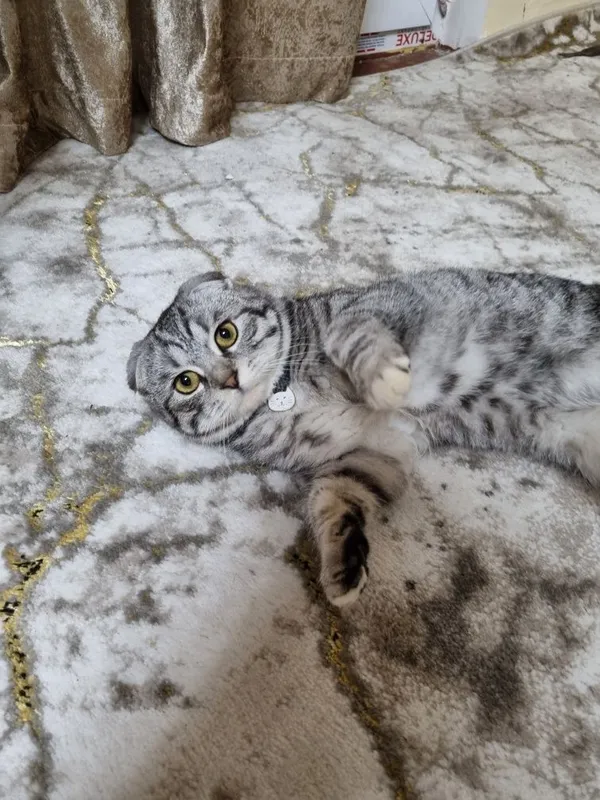 Mushuk (Scottish Fold) sotiladi — фото 1