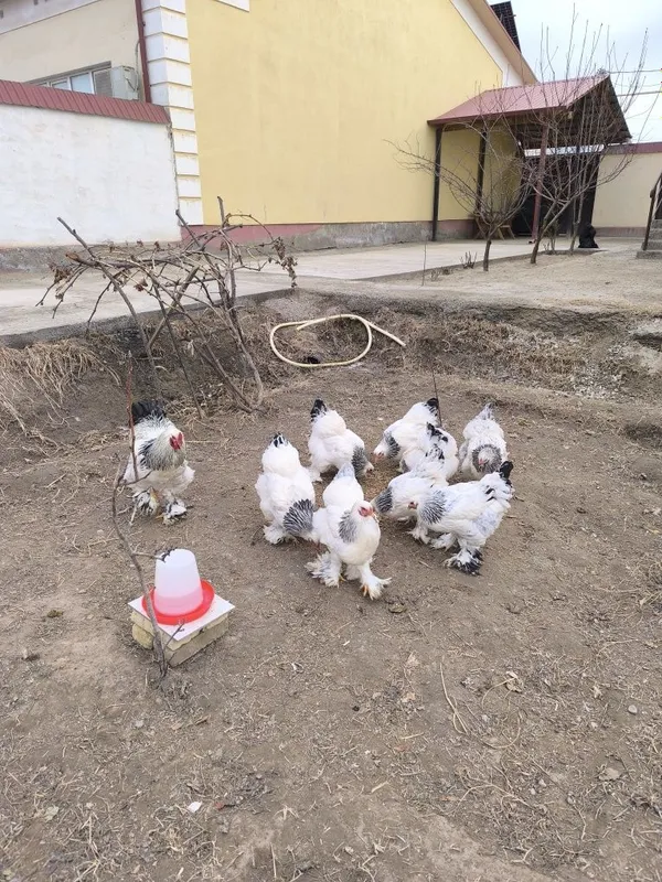 Тоза зоттор бромо — фото 1