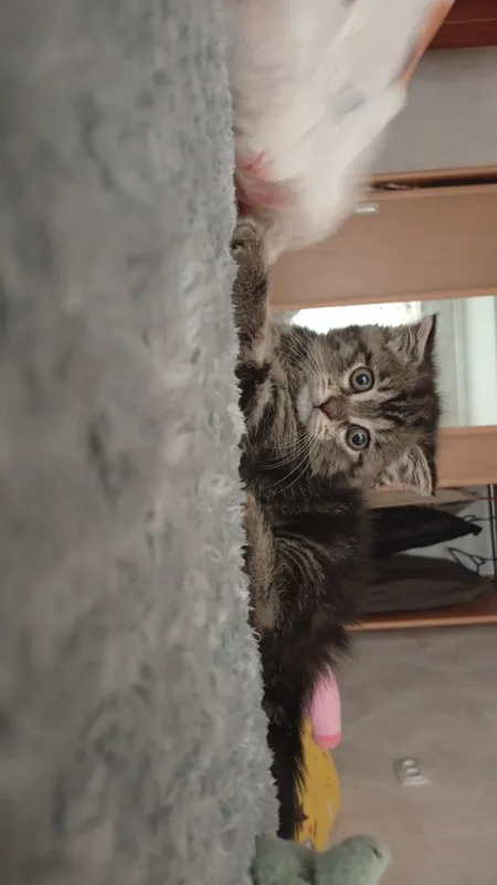 продается котенок скотишь страйт 3 продается котенок скотишь страйт 3