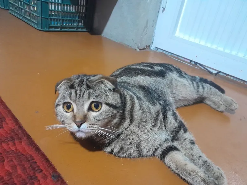 Mushuk zoti sootish