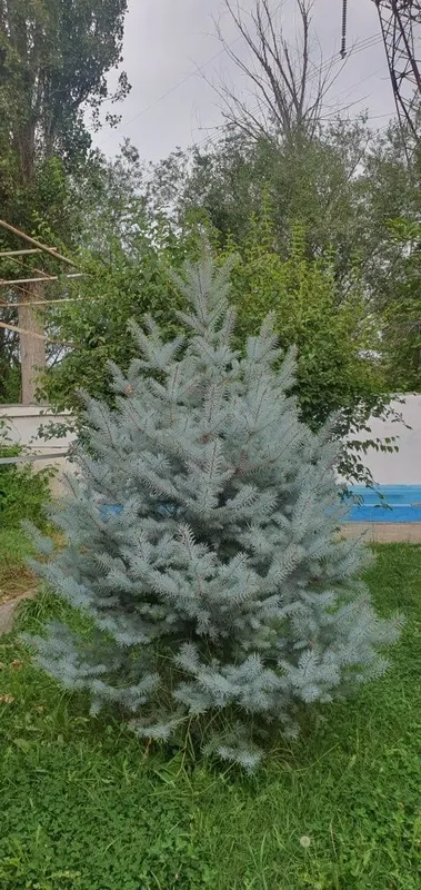 Здравствуйте, продаются голубые ёлки, очень красивые 3