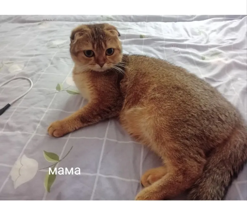 Котенок мальчик Тикированная Шиншилла NY25 5
