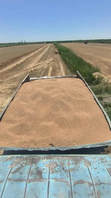 Кармовой тритикале бугдой 3