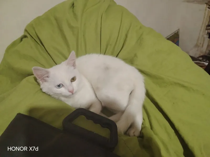 Turetskiy Angora ikki xil ko'z qiz bola sotiladi 4 Turetskiy Angora ikki xil ko'z qiz bola sotiladi 4