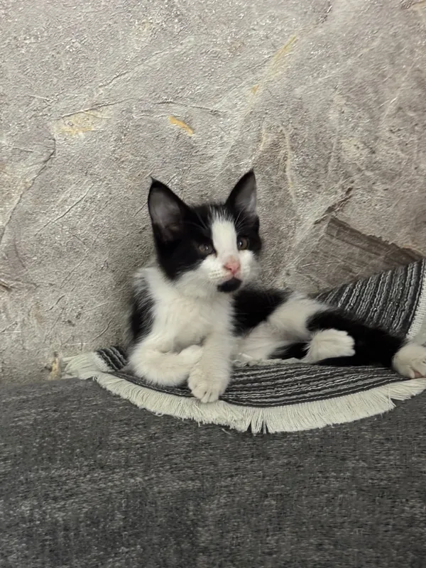 Котята маленькие домашние 2 Котята маленькие домашние 2