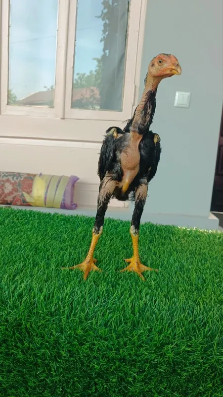 Dakan jojala sotiladi 7 Dakan jojala sotiladi 7