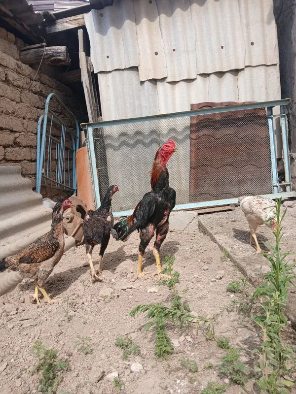 Dakan jojala sotiladi ota onasi rasimda tuxumgayam zakaz olamiz 7
