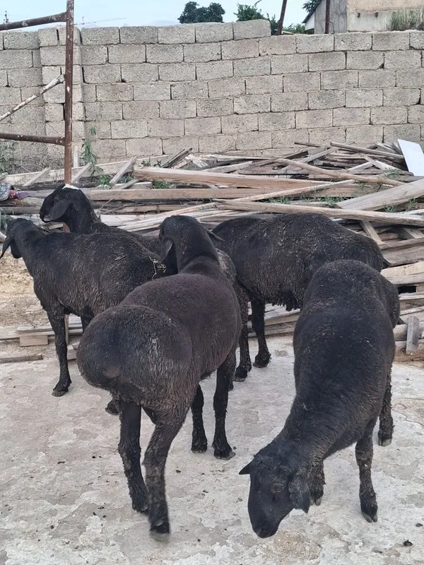 Quchqorlar qurbonlikga