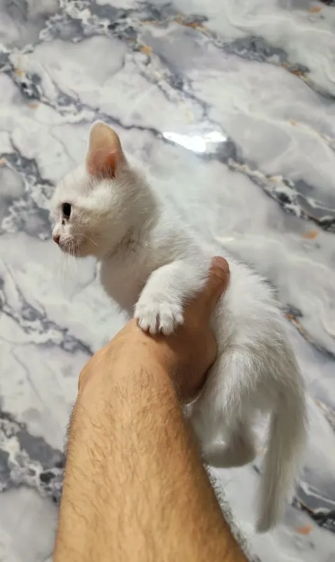 Скотиш фолд скотиш страйт 6 Скотиш фолд скотиш страйт 6