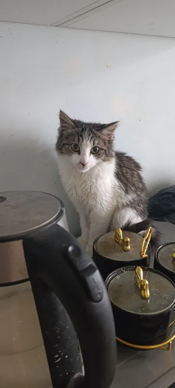 Котенок в добрые руки 1