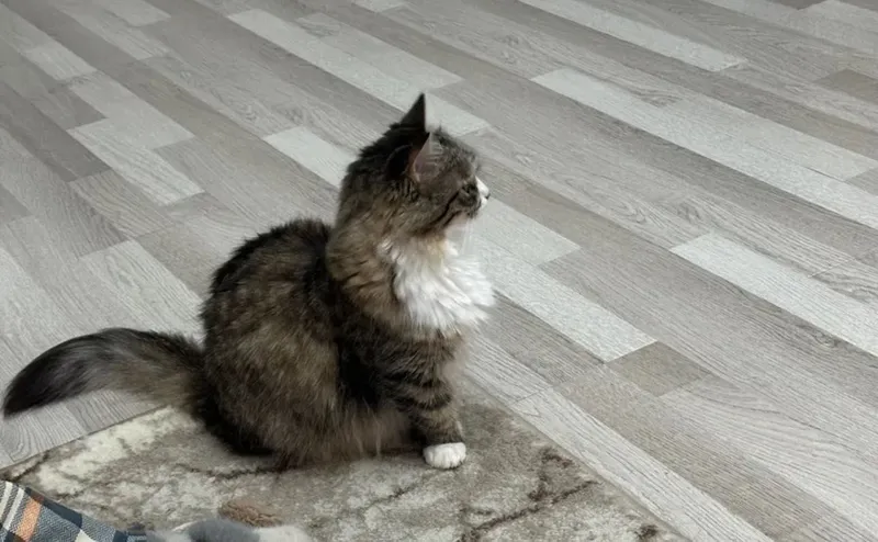 Кошечка породы Манчкин — фото 2