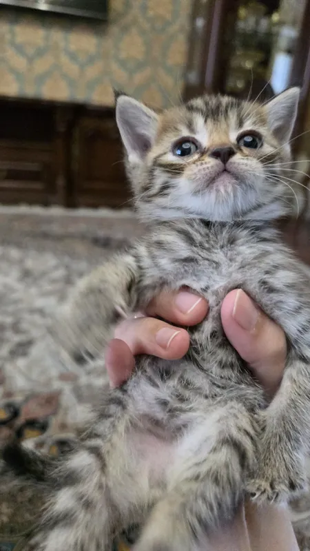 Продаются породистые котята шиншилла — фото 3