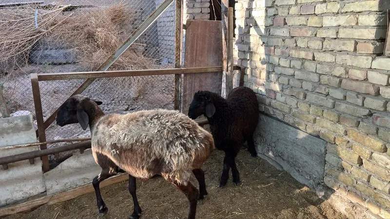 куй она бола 9.0 — фото 4