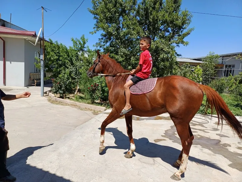 Продаётся английский чистокровный жеребец — фото 2