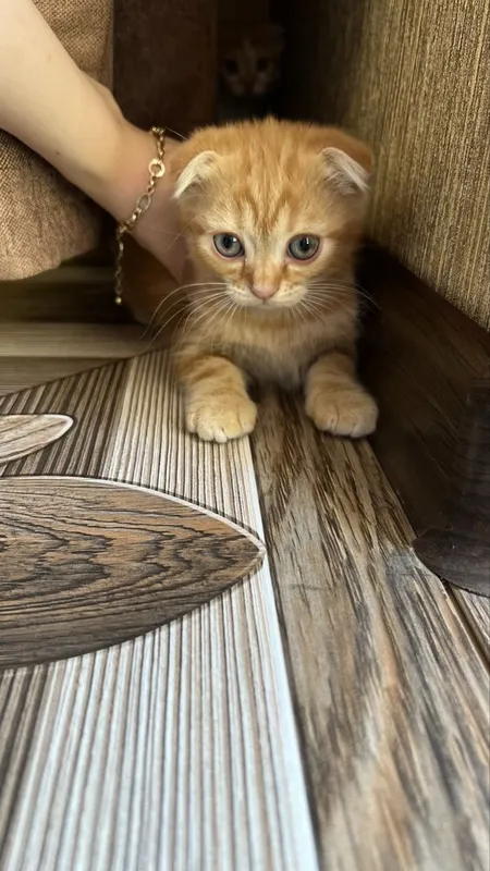 Котята скотиш фолд — фото 2