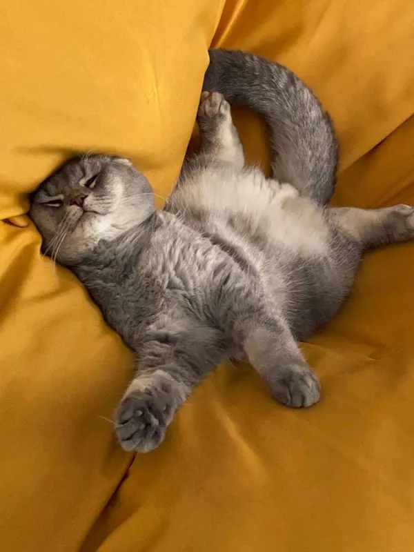 Ищем жену для нашего кота — фото 1