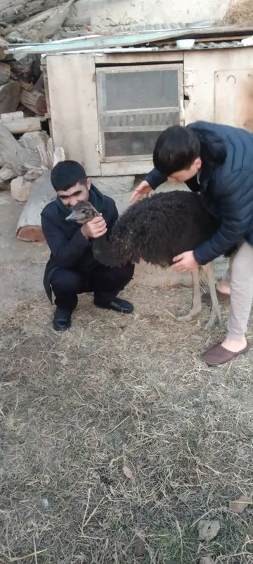 Tuyaqush sotiladi 1 Tuyaqush sotiladi 1