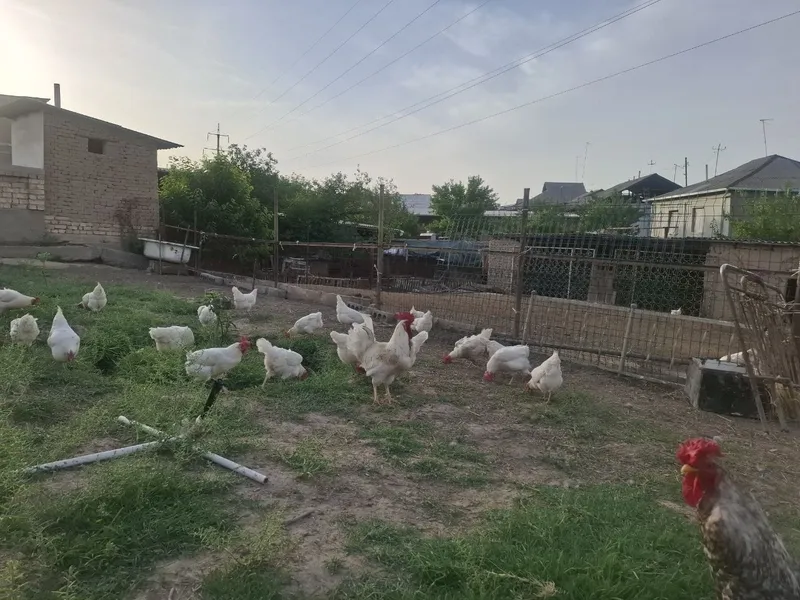 Ломан сенди зотли товуклар