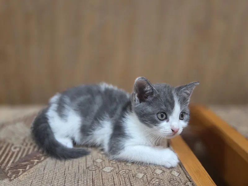 Котёнок в добрые руки — фото 2