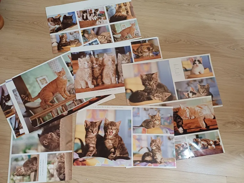 Фотографии кошек