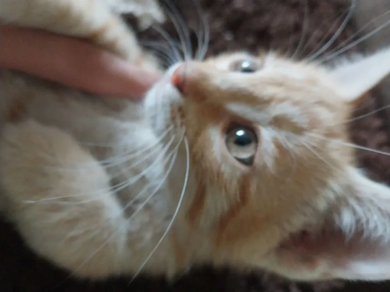 2 oylik mushukchalar sotiladi. Продаются котенки 2 месячные. — фото 4