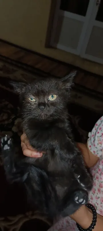 Продаётся породистые котёнка 3