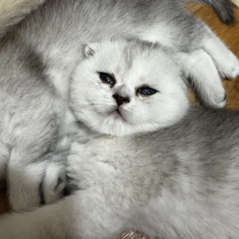продаются котята серебристые шиншиллы