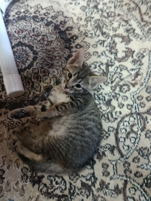 Котята в добрые, ответственные руки 3 Котята в добрые, ответственные руки 3