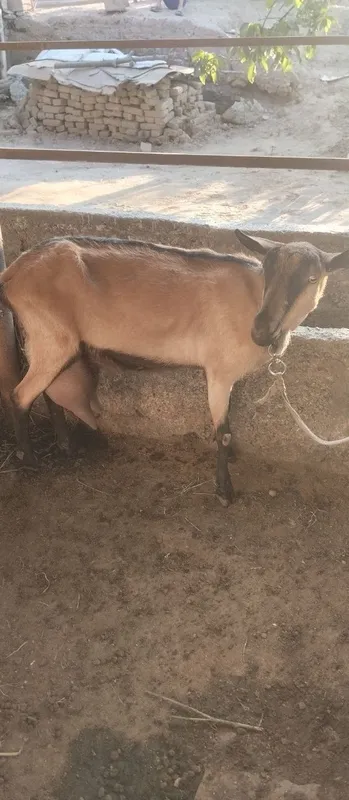 Zotli echki sotiladi ertalab 2 letr kechda 2 letr sut beradi 1 Zotli echki sotiladi ertalab 2 letr kechda 2 letr sut beradi 1